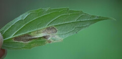 Liriomyza limopsis
