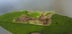 Liriomyza limopsis