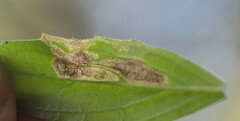 Liriomyza limopsis