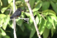 Chelidoptera tenebrosa