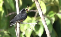 Chelidoptera tenebrosa