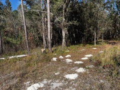 Geomys pinetis
