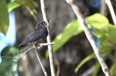 Chelidoptera tenebrosa