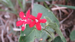 Oxypetalum coccineum
