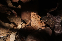 Microhyla achatina