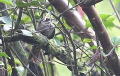Hydropsalis climacocerca