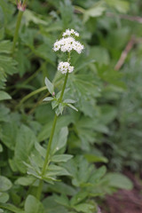Valeriana occidentalis