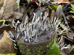 Xylaria hypoxylon