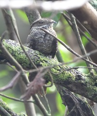 Hydropsalis climacocerca