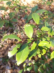 Ilex coriacea