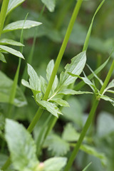 Valeriana occidentalis