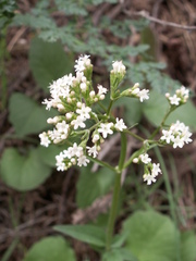 Valeriana ficariifolia