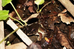 Limnonectes macrodon