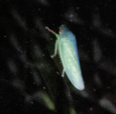 Gyponana