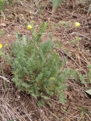 Potentilla soongorica