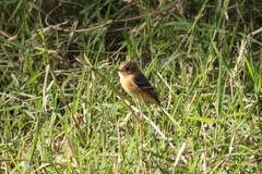 Empidonax fulvifrons