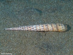 Terebra corrugata