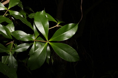 Alyxia magnifolia