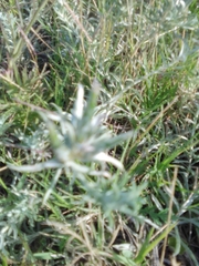 Berroa gnaphalioides