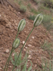 Tulipa biflora