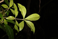 Alyxia magnifolia