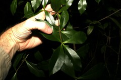 Alyxia magnifolia