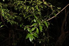 Alyxia magnifolia