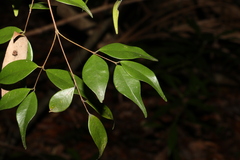 Syzygium luehmannii