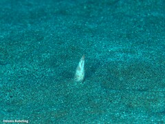 Apterichtus anguiformis