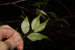 Syzygium luehmannii