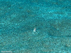 Apterichtus anguiformis