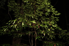 Syzygium luehmannii