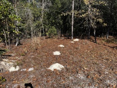 Geomys pinetis