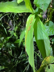 Anolis ventrimaculatus