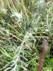 Berroa gnaphalioides