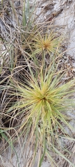 Spinifex hirsutus