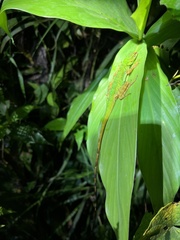 Anolis ventrimaculatus