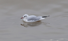 Chroicocephalus ridibundus