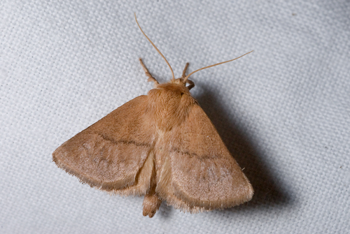 Hoyosia codeti