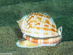 Semicassis undulata