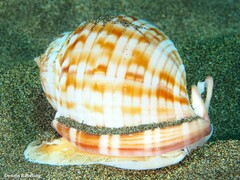 Semicassis undulata