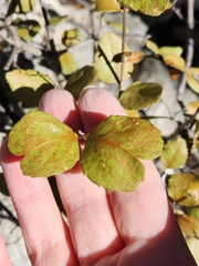 Forestiera reticulata