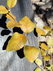 Forestiera reticulata