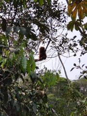Leontopithecus rosalia