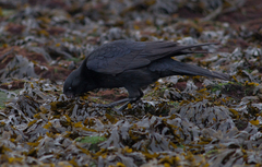 Corvus corone