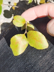 Forestiera reticulata