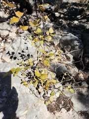 Forestiera reticulata