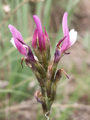 Astragalus angustissimus