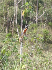 Leontopithecus rosalia