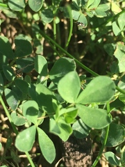 Lotus corniculatus
